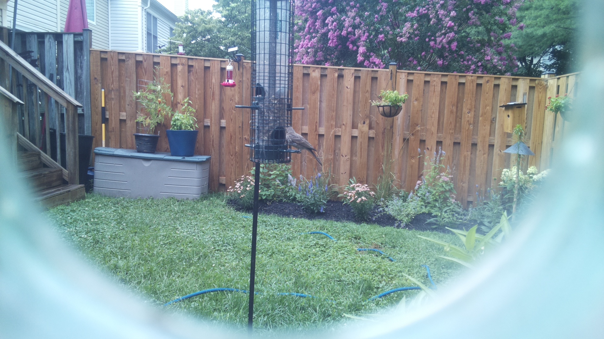 Likely Blackbird/Grackle