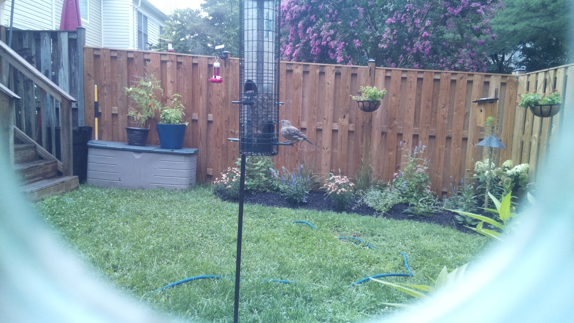 Likely Finch