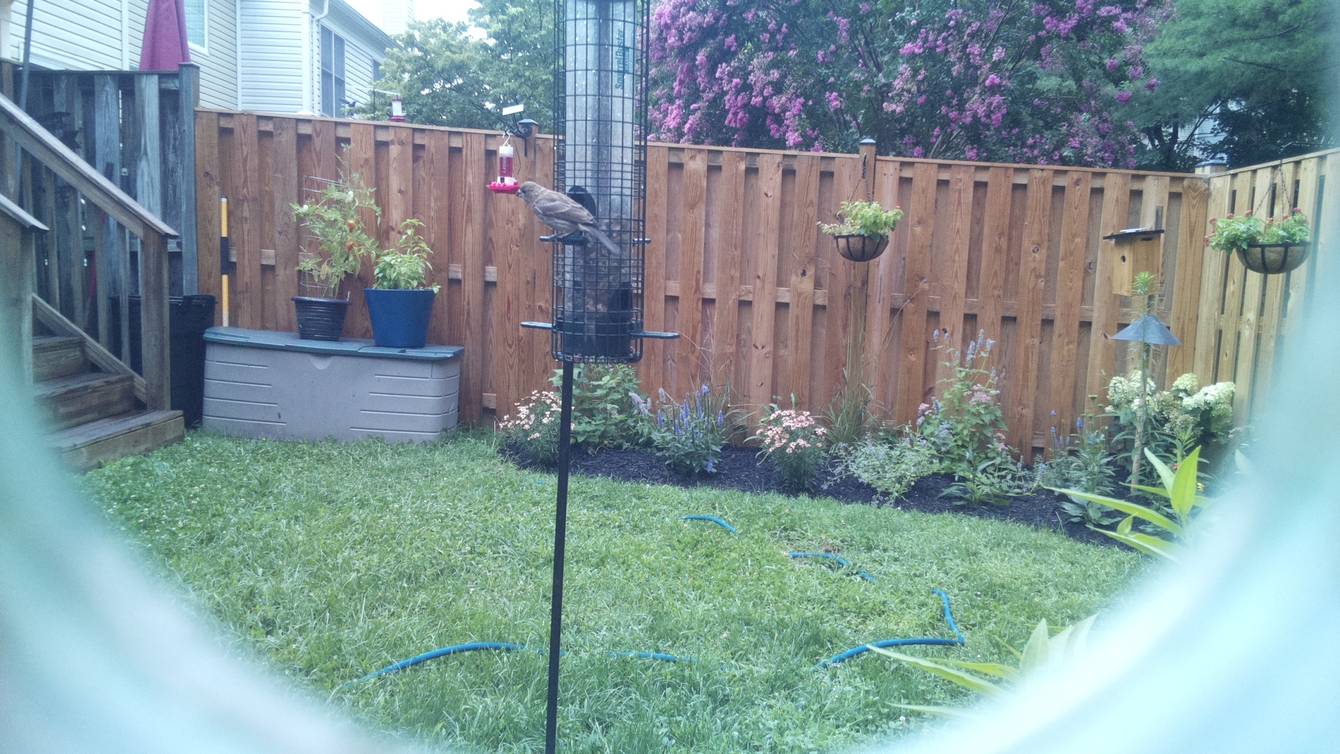 Brown-headed Cowbird