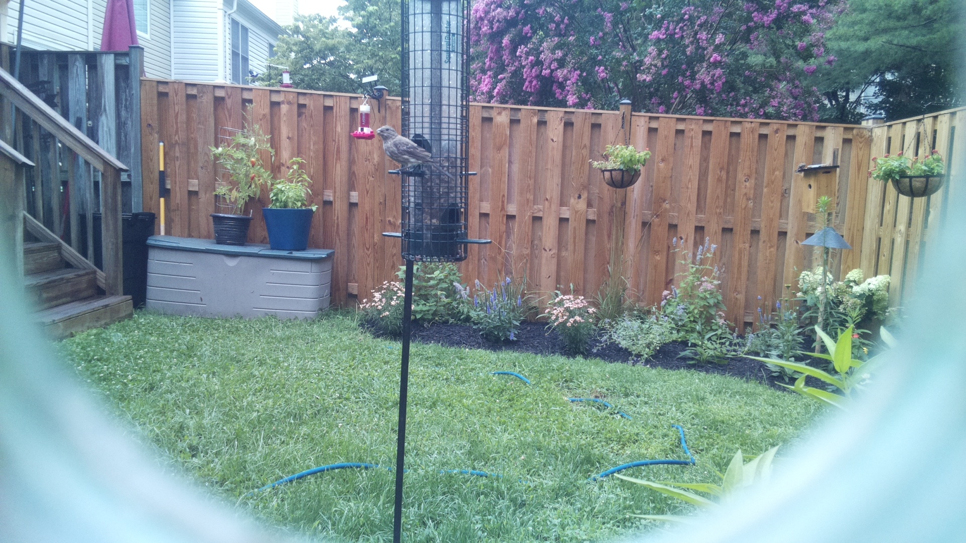Likely Finch