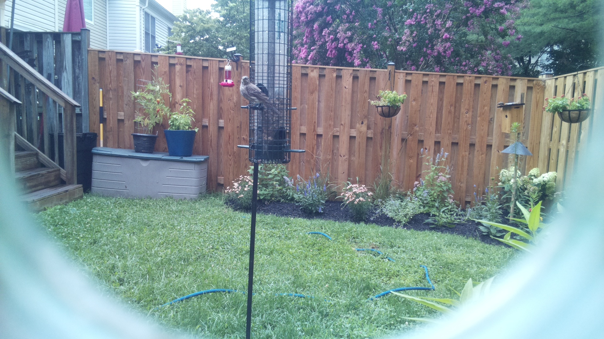 Likely Finch