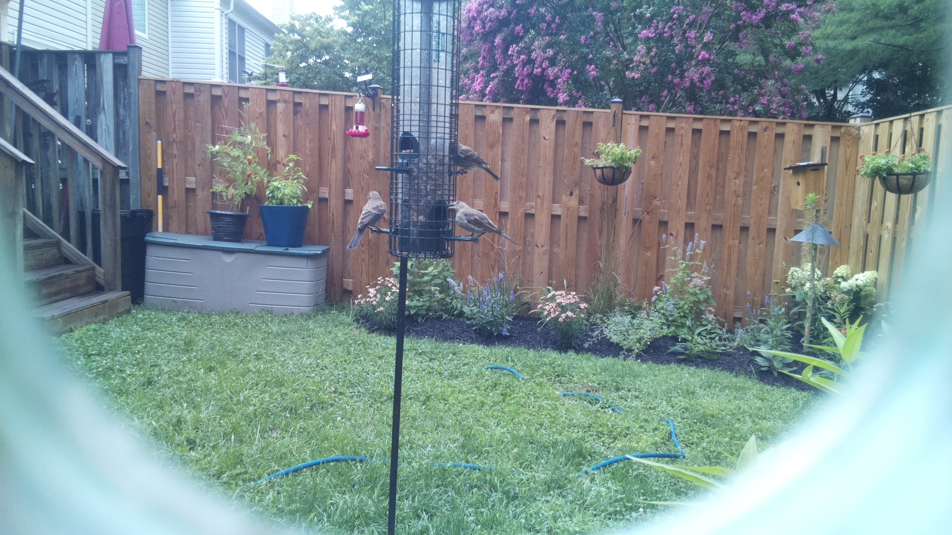 Likely Chickadee/Titmouse