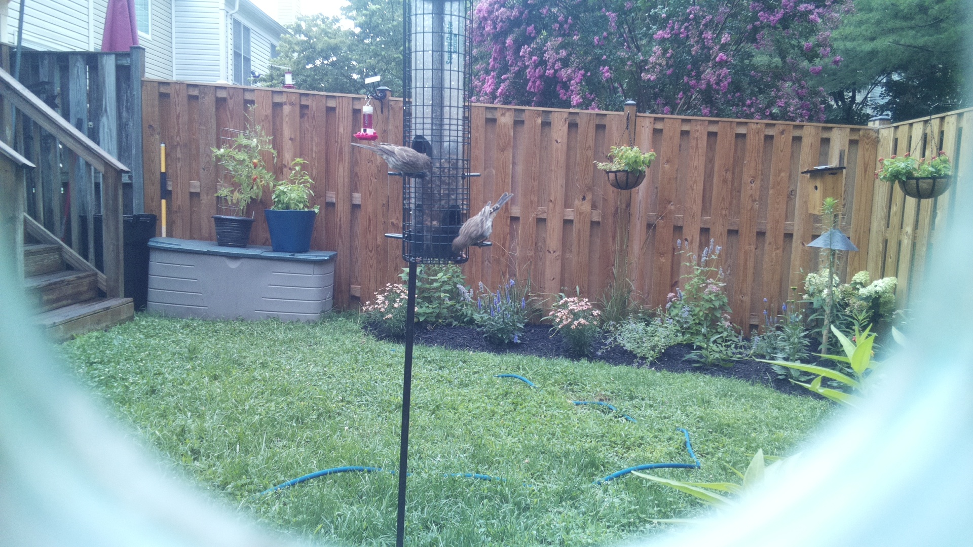 Unknown Bird