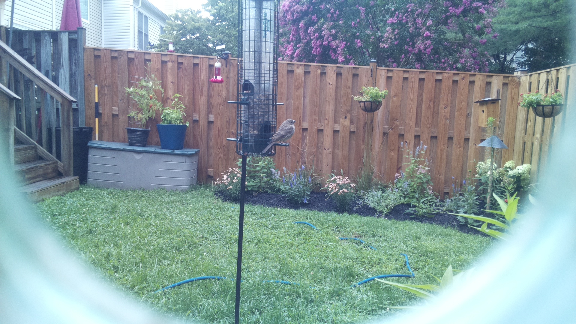 Likely Finch