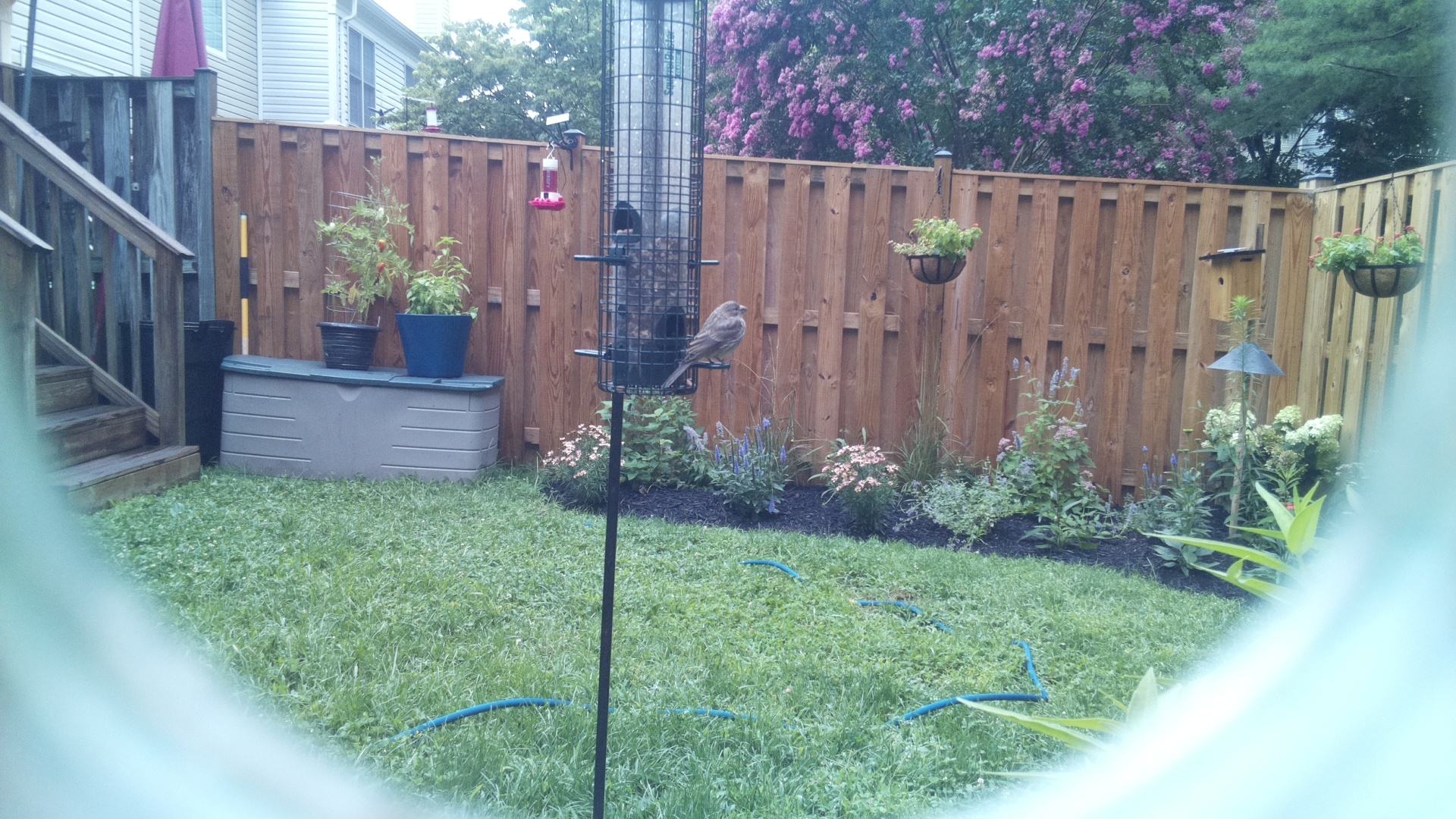 Likely Finch