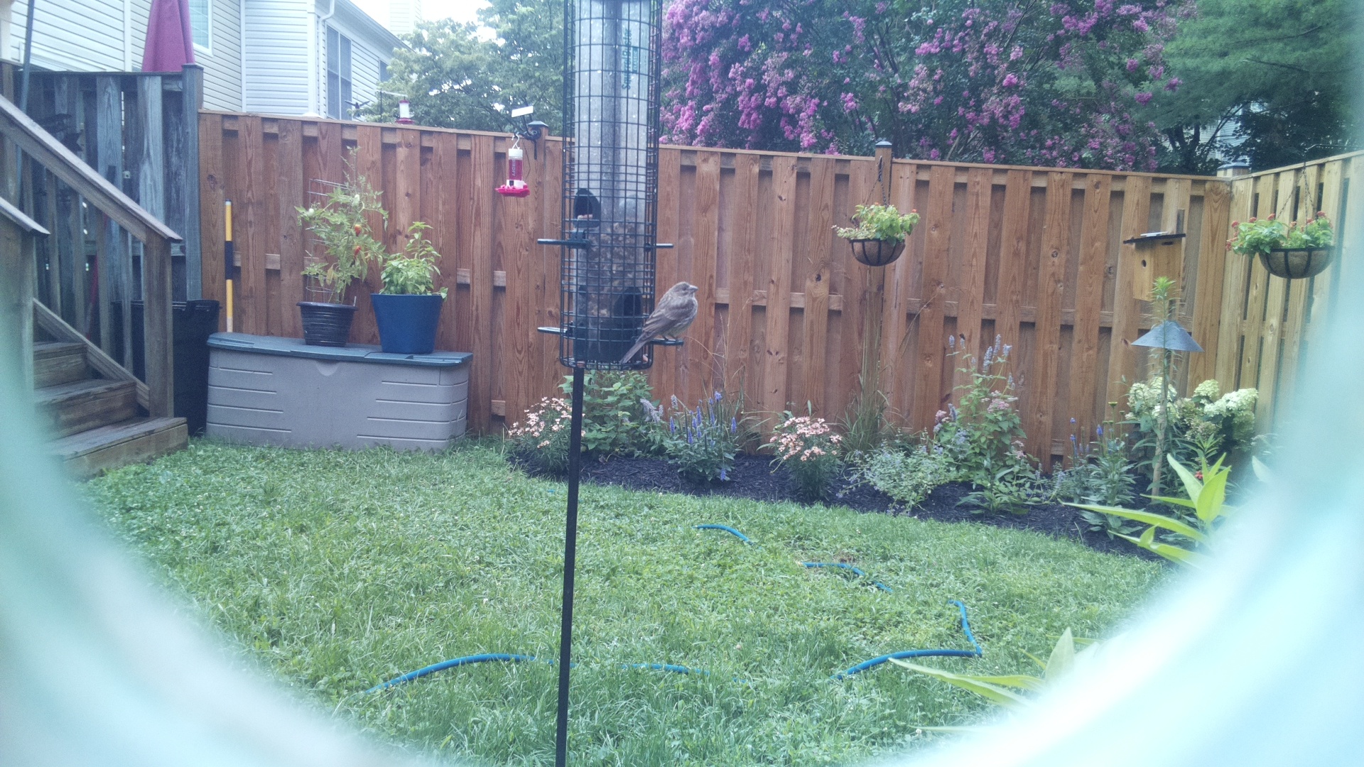 Likely Finch
