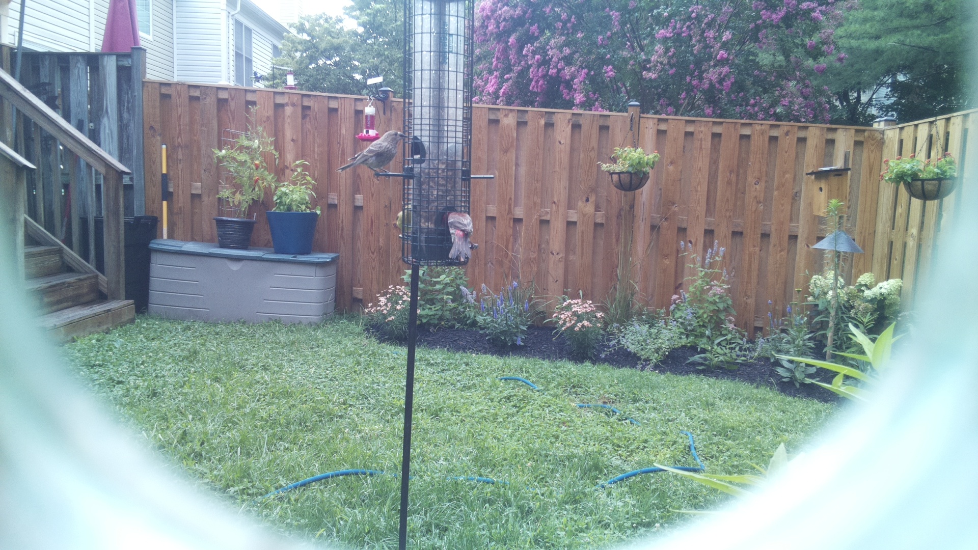 Likely Finch