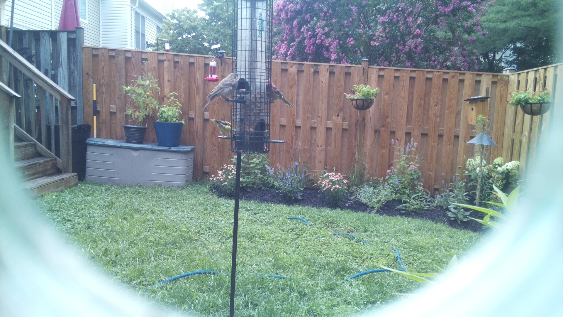 Purple Finch