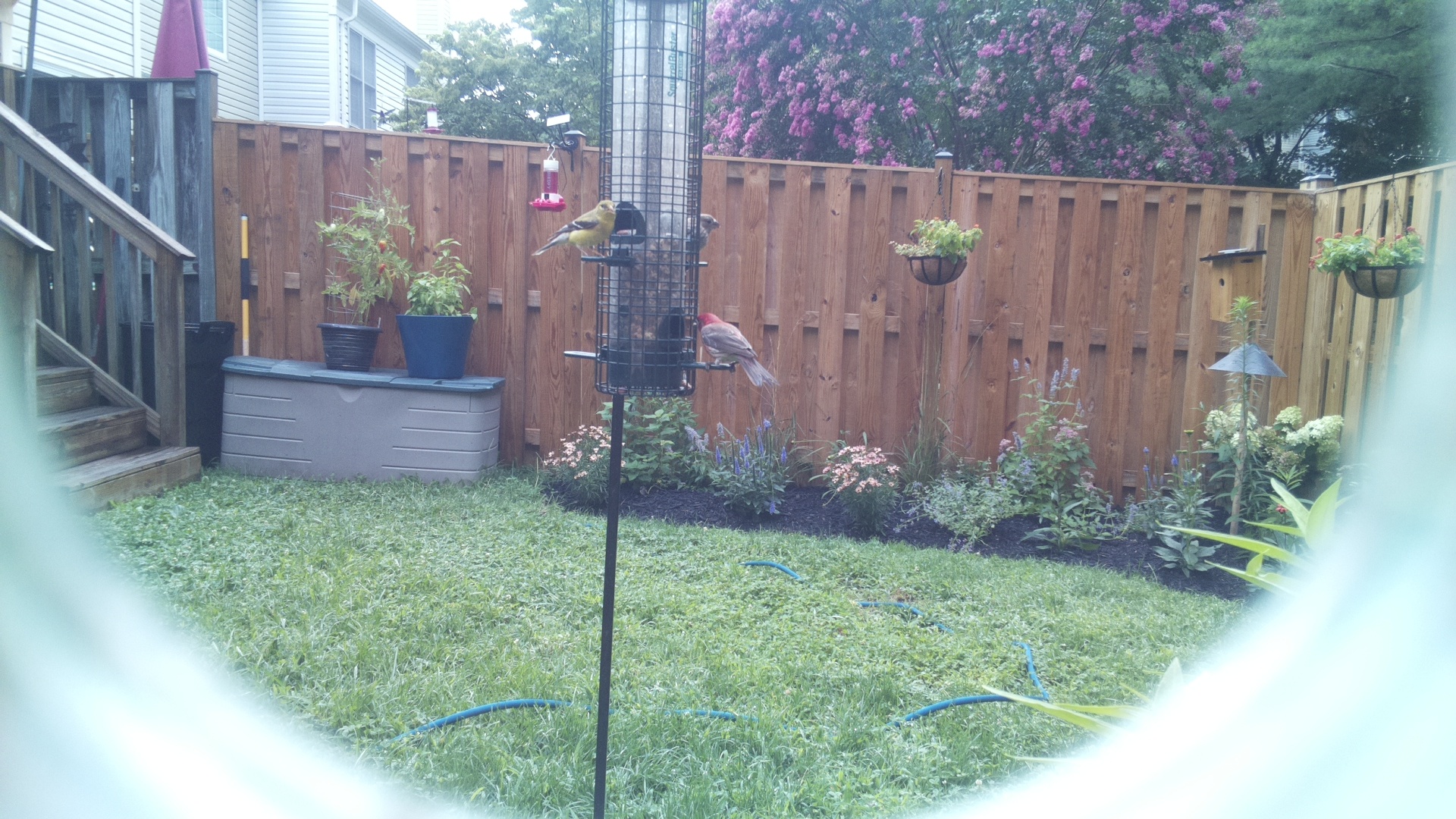 American Goldfinch