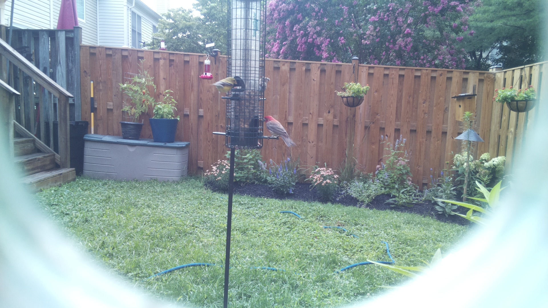 Purple Finch