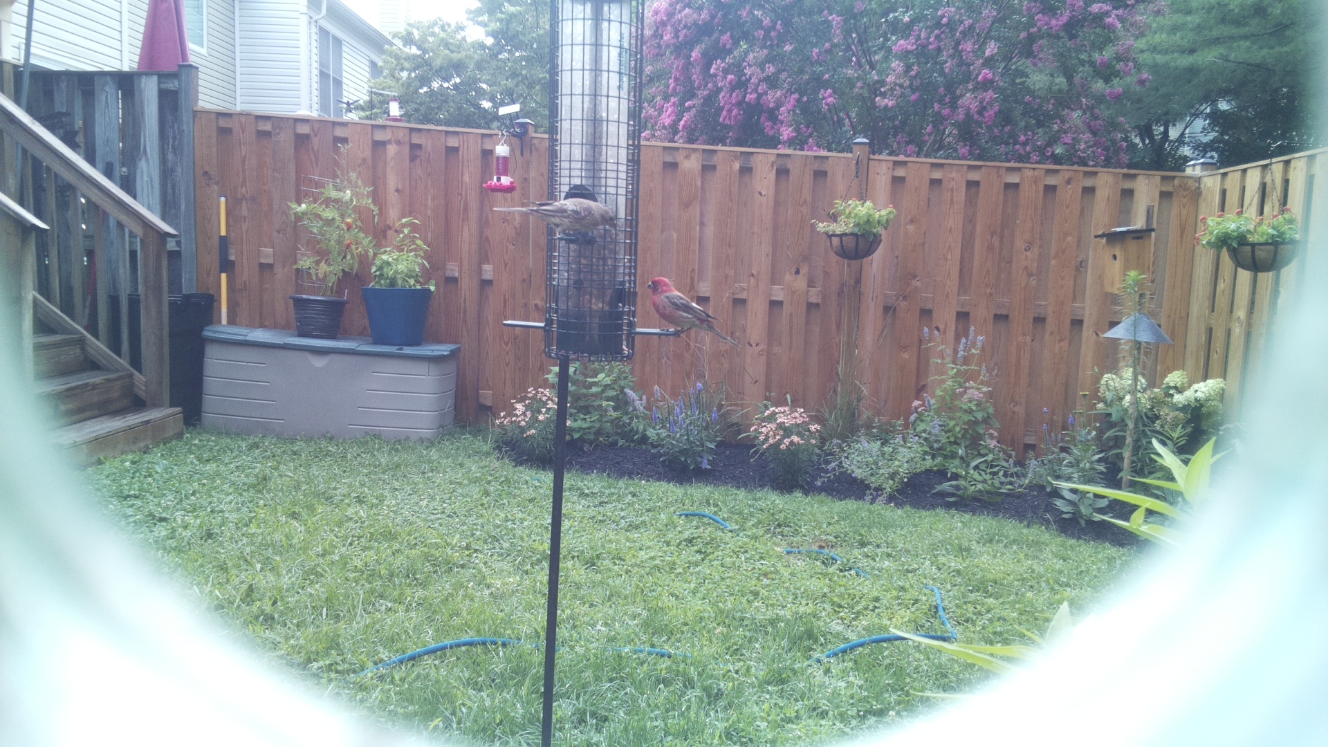 Purple Finch