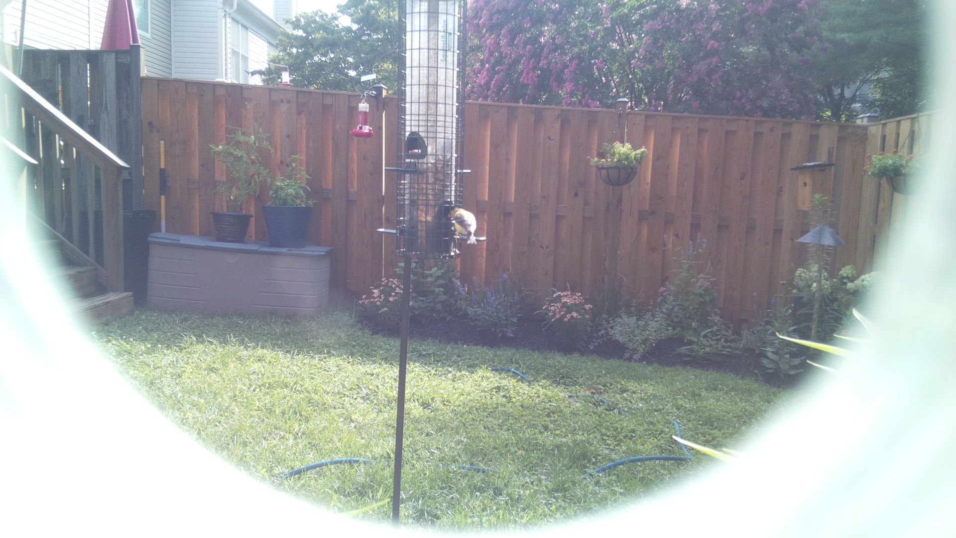 American Goldfinch