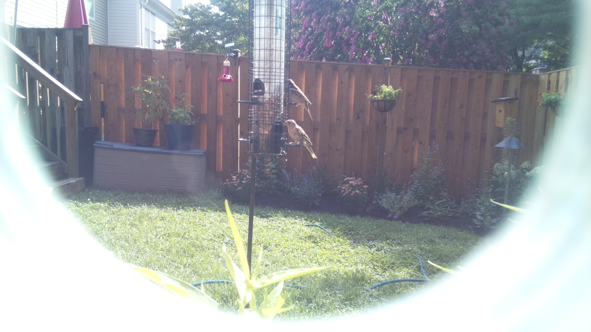 Likely Finch