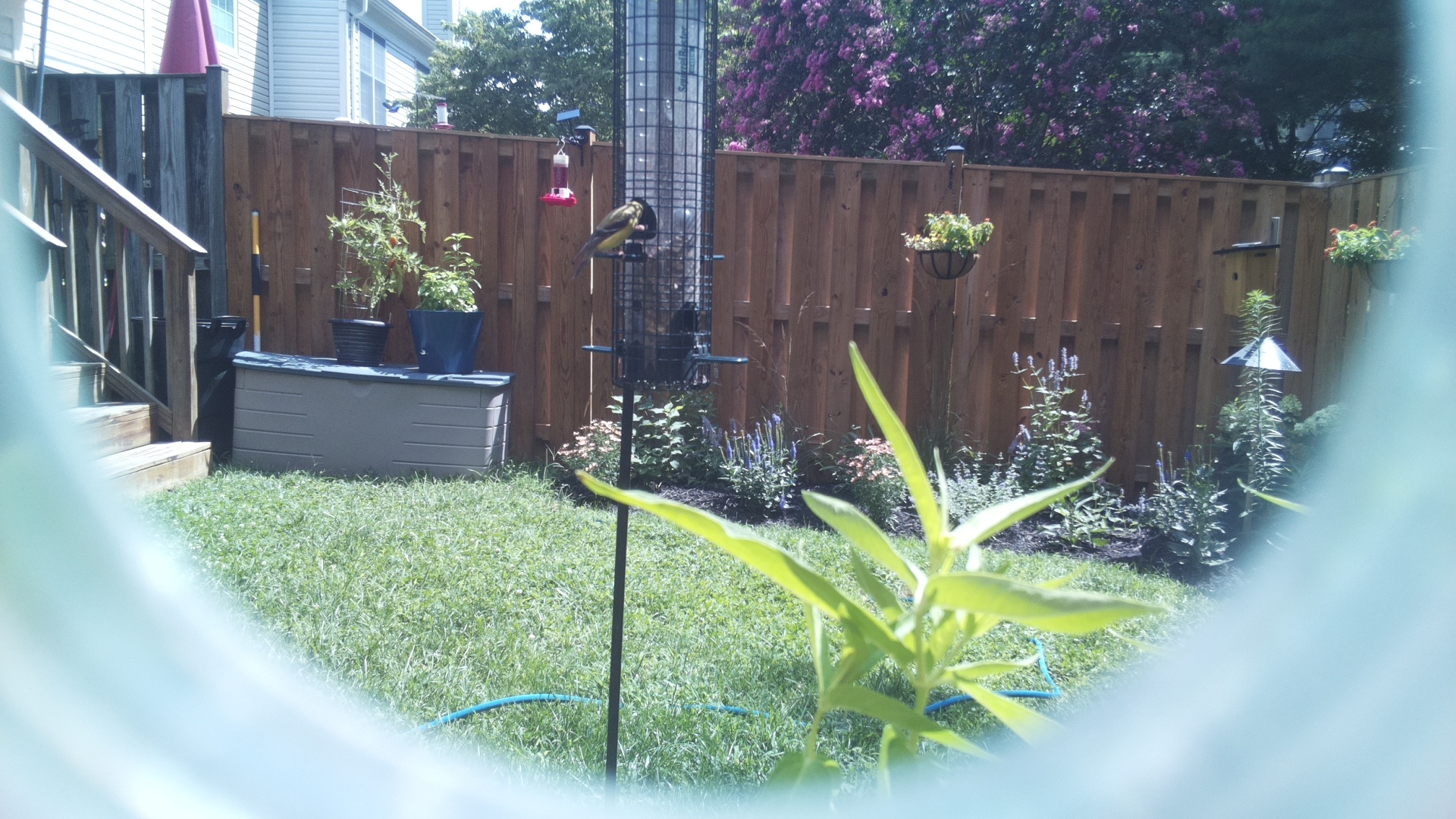American Goldfinch