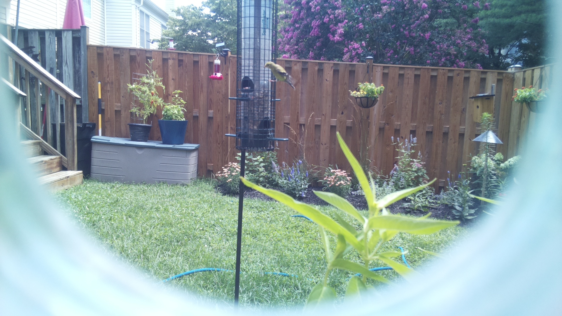 American Goldfinch