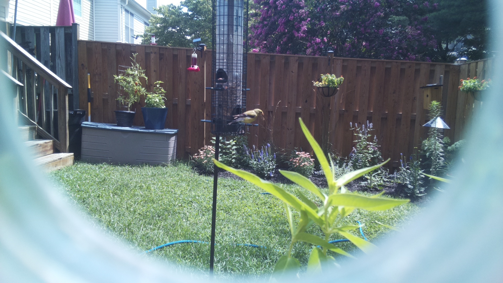 American Goldfinch