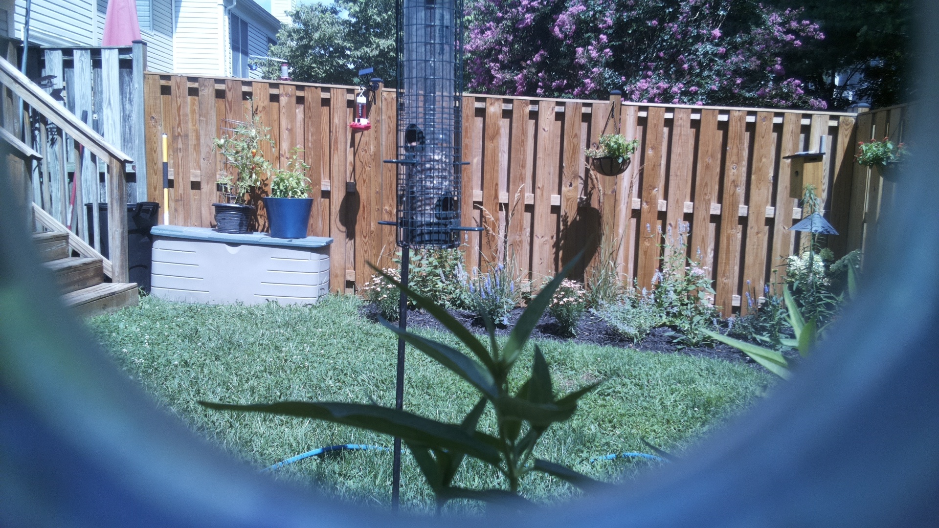 Likely Blackbird/Grackle