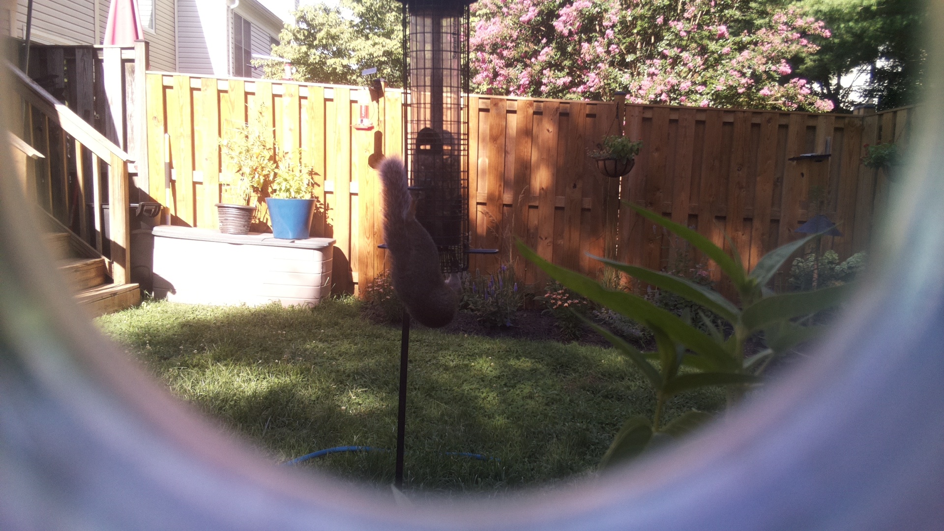 Likely Chickadee/Titmouse