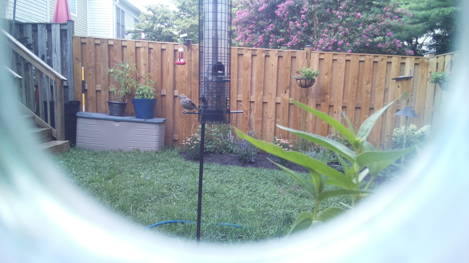 Likely Blackbird/Grackle