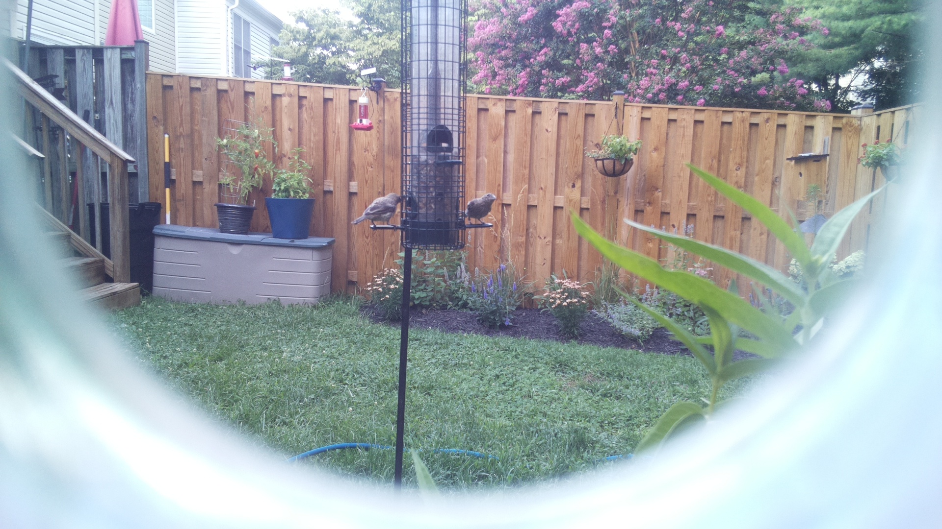 Likely Finch