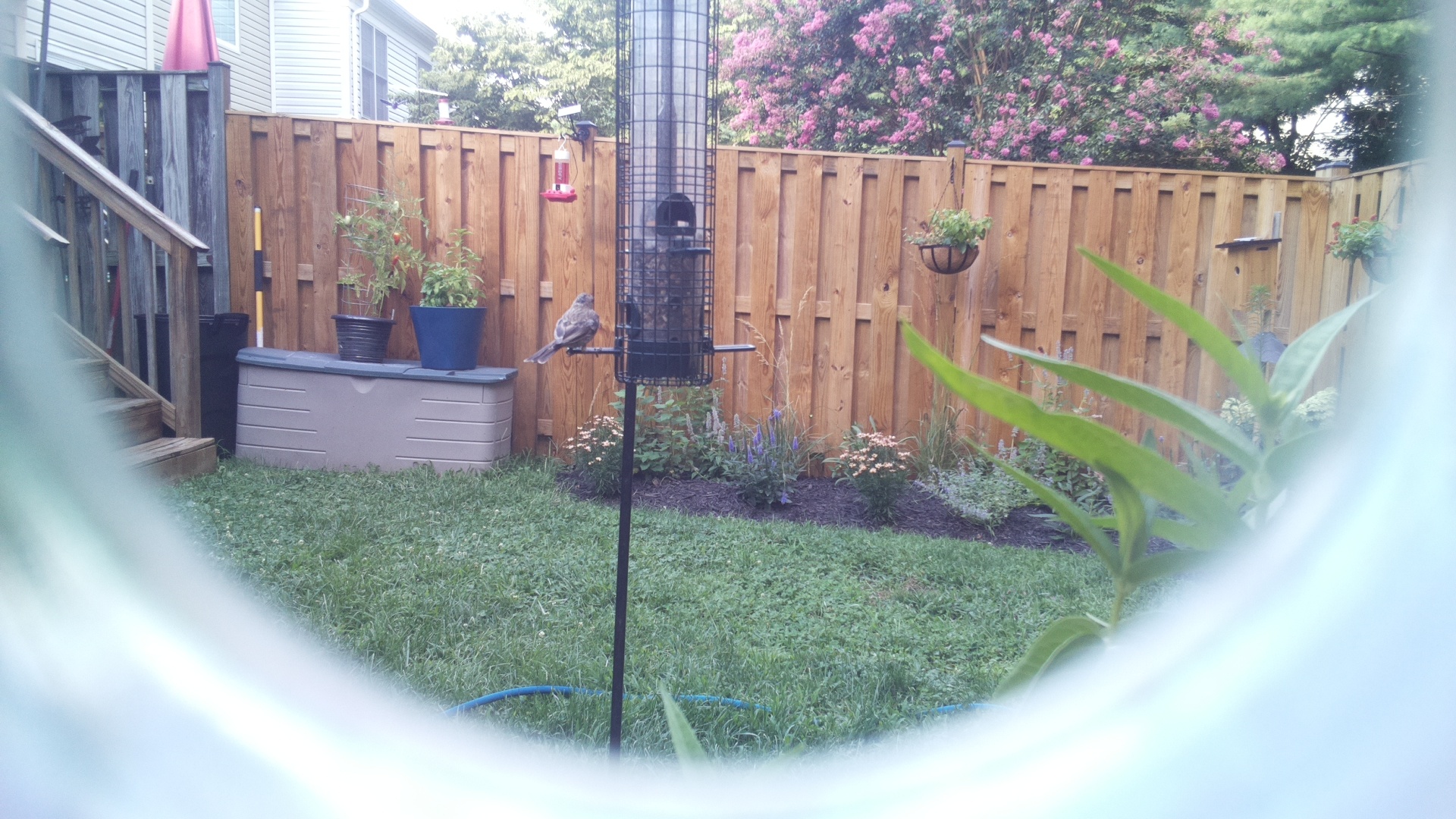 Likely Finch
