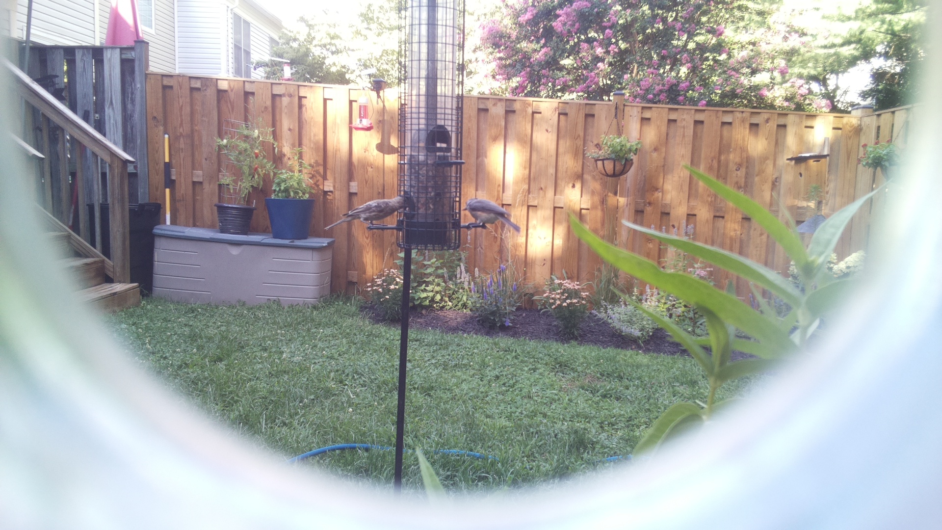 Likely Blackbird/Grackle