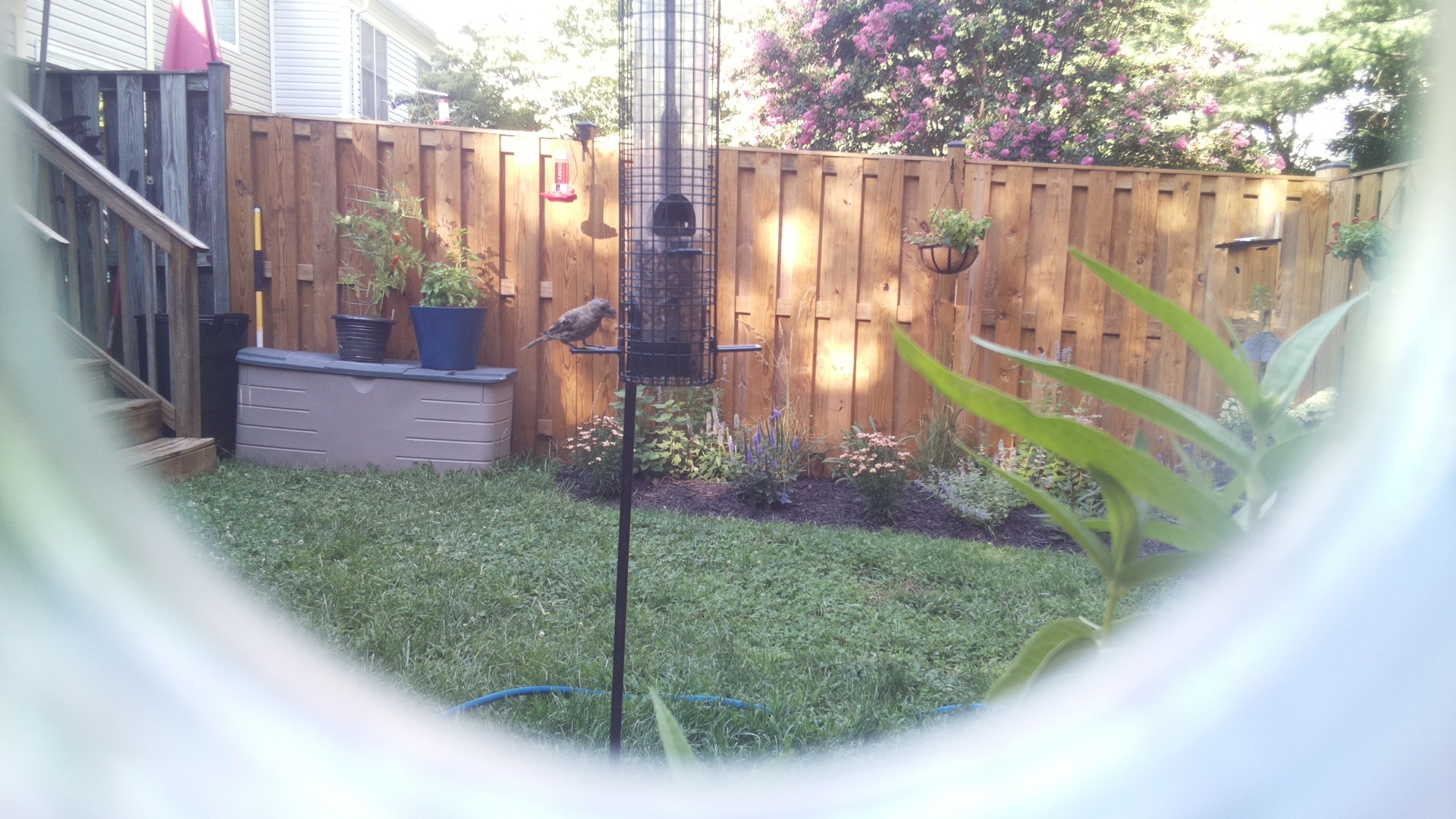Unknown Bird