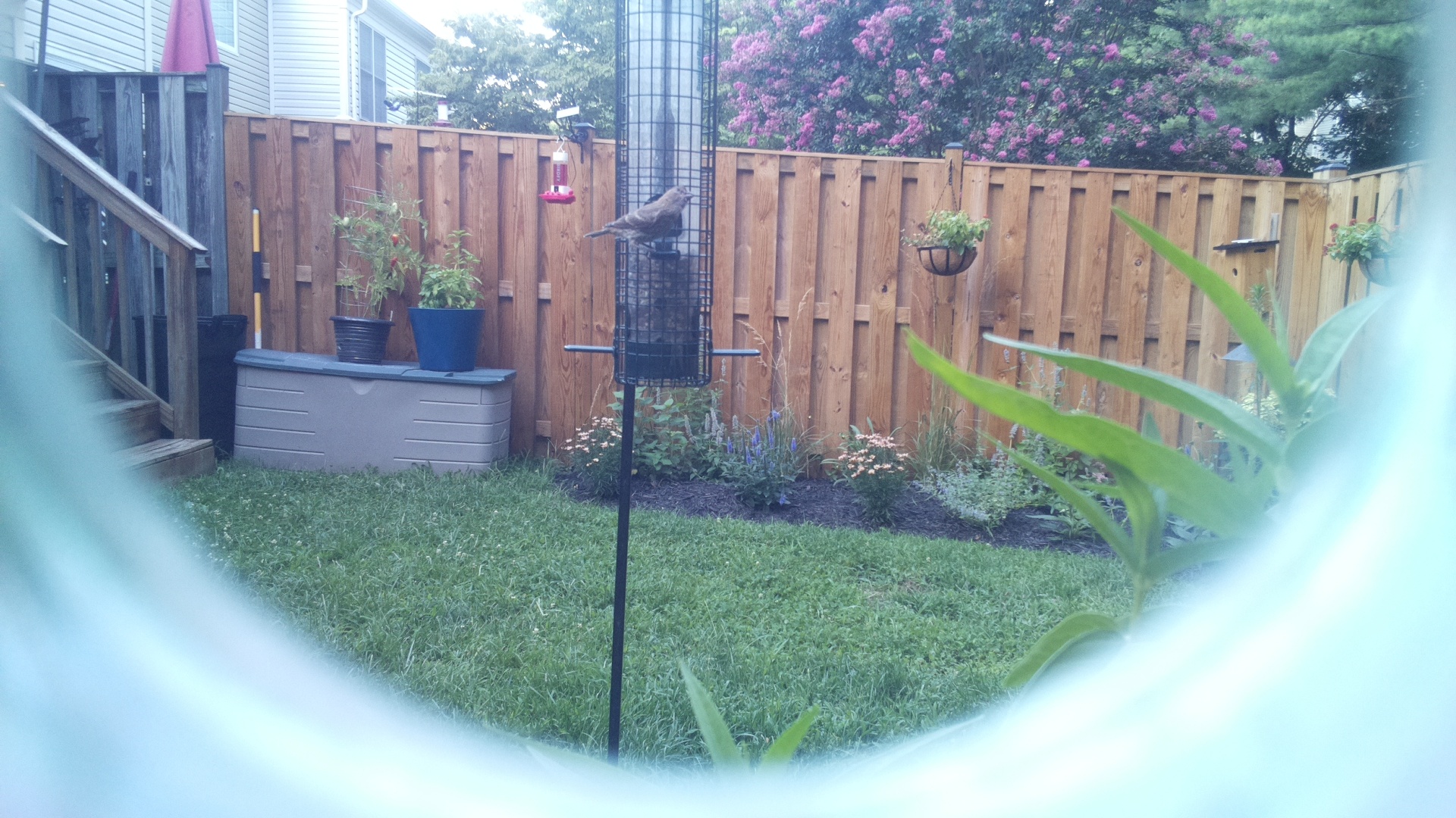 Unknown Bird