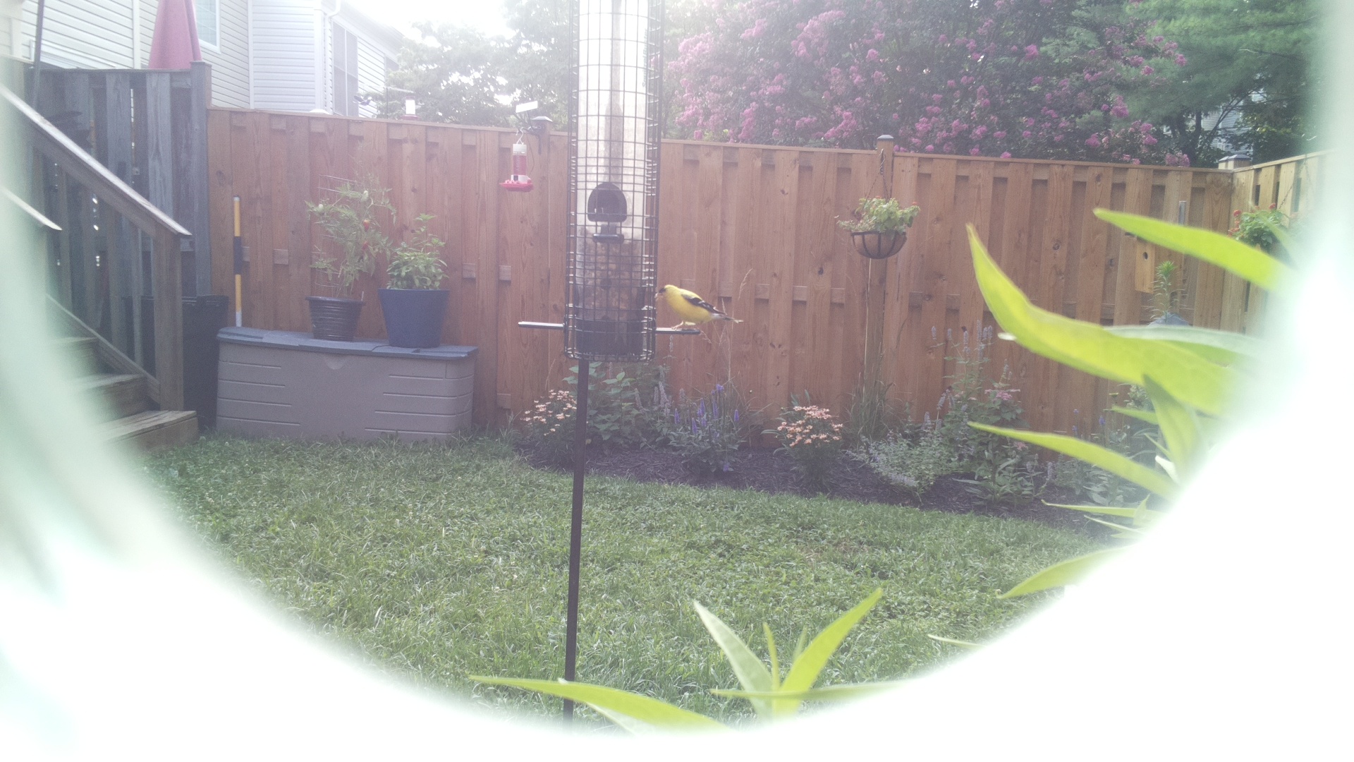 American Goldfinch