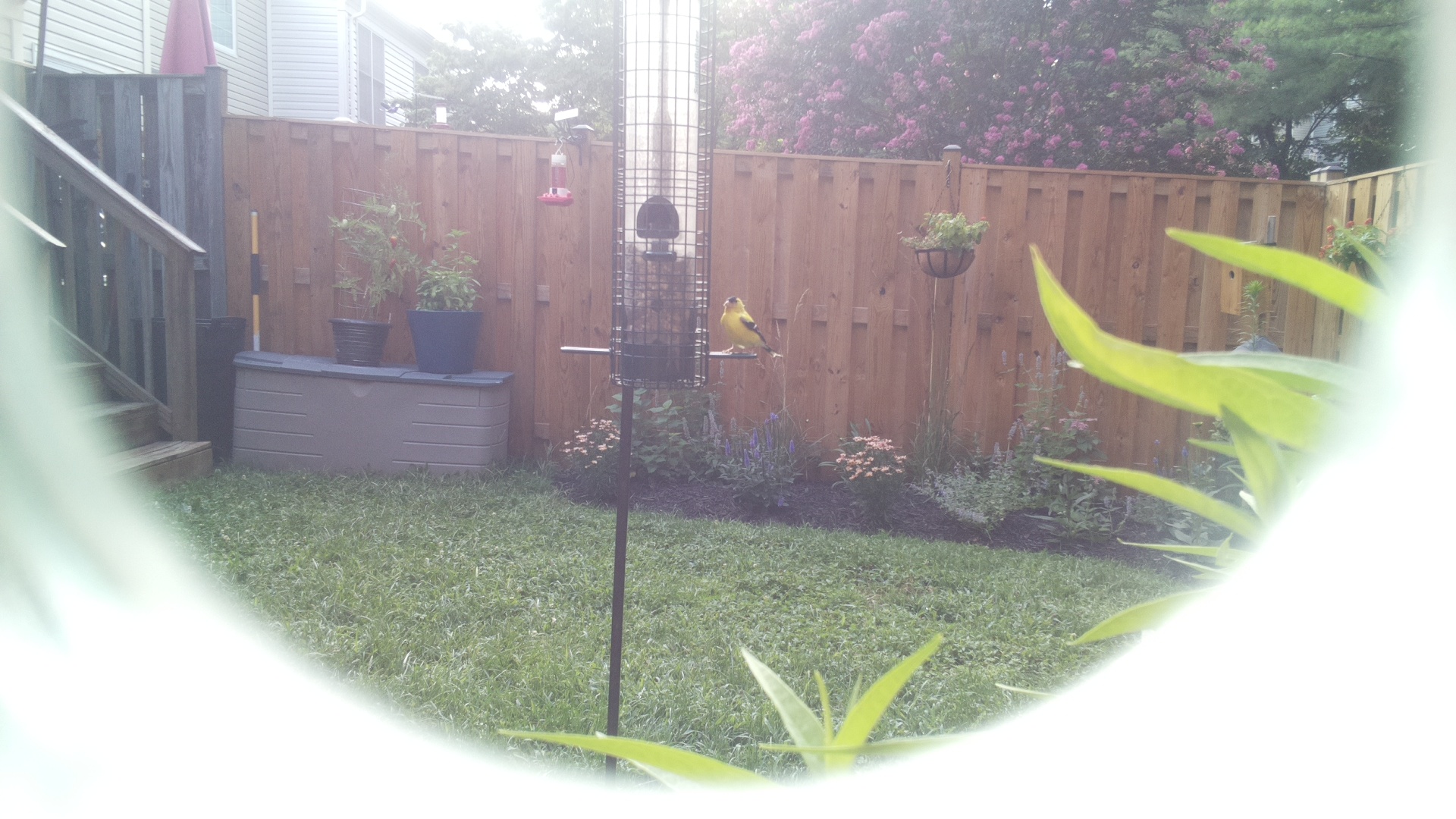 American Goldfinch