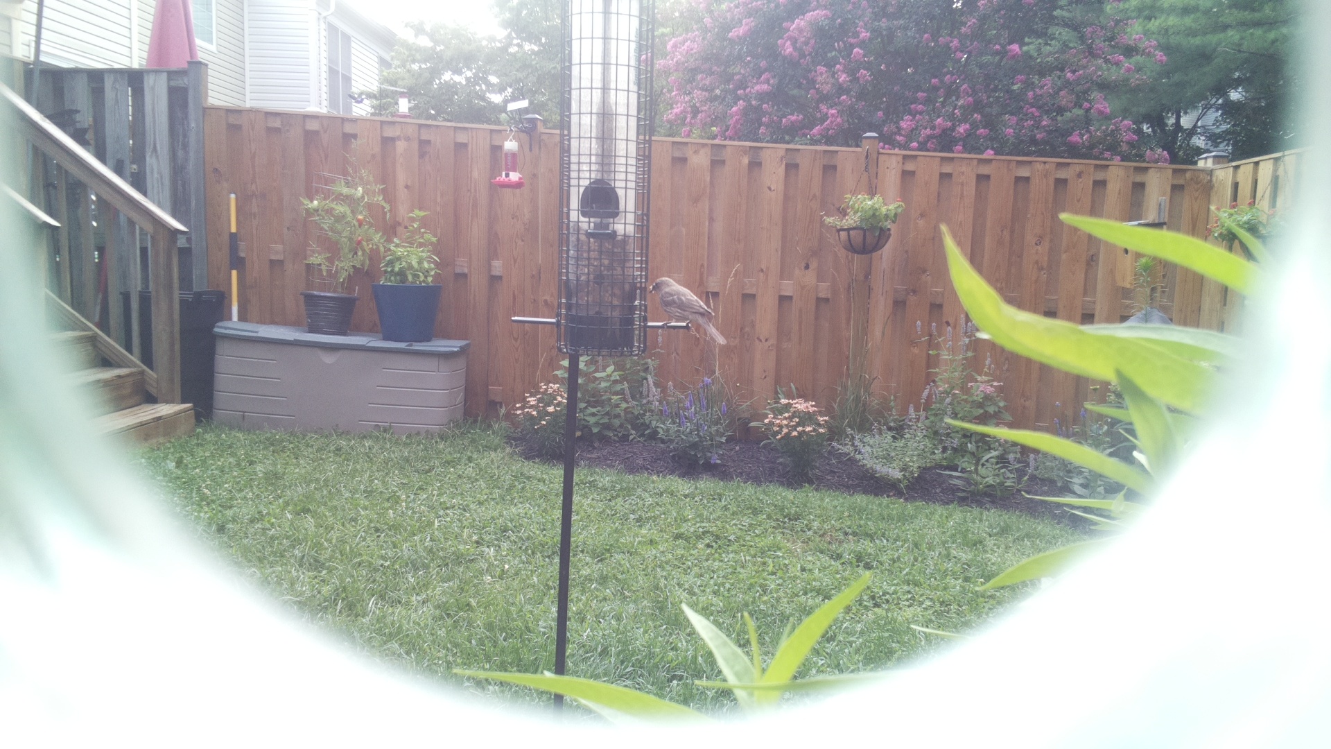 Unknown Bird