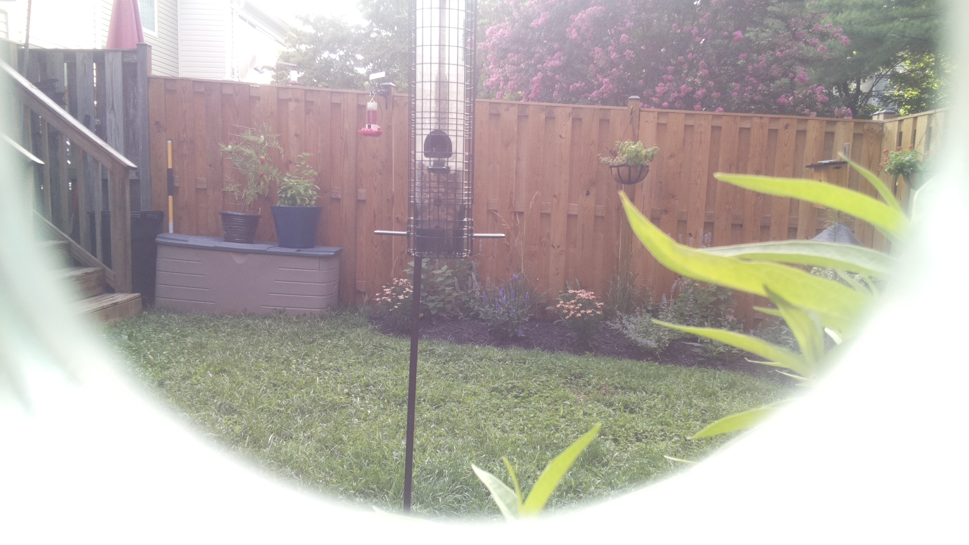 Unknown Bird