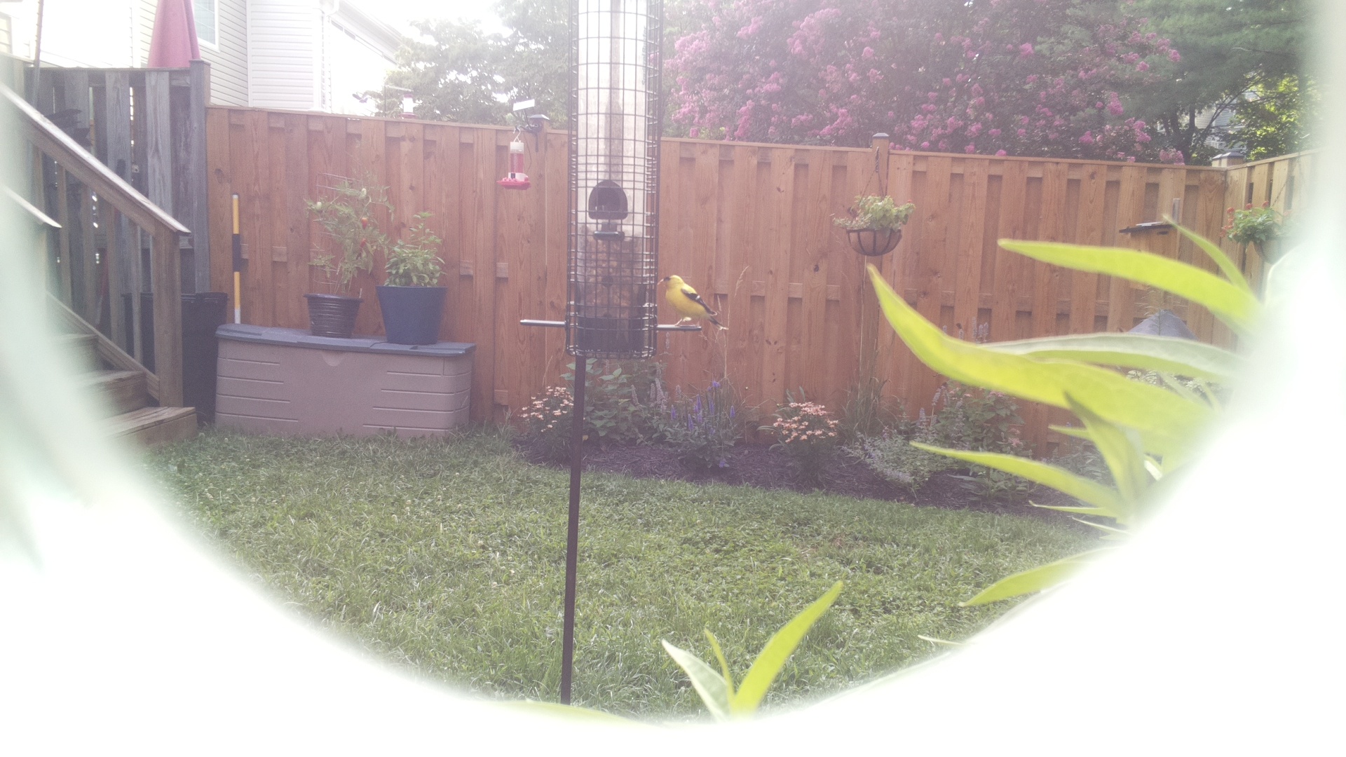American Goldfinch