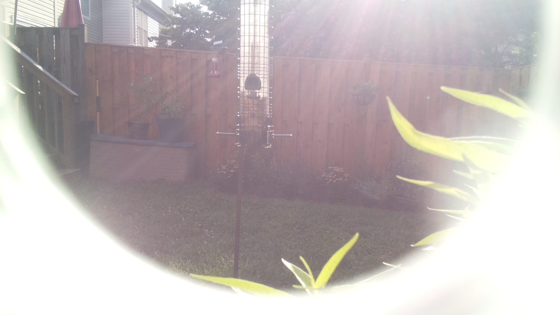 Unknown Bird