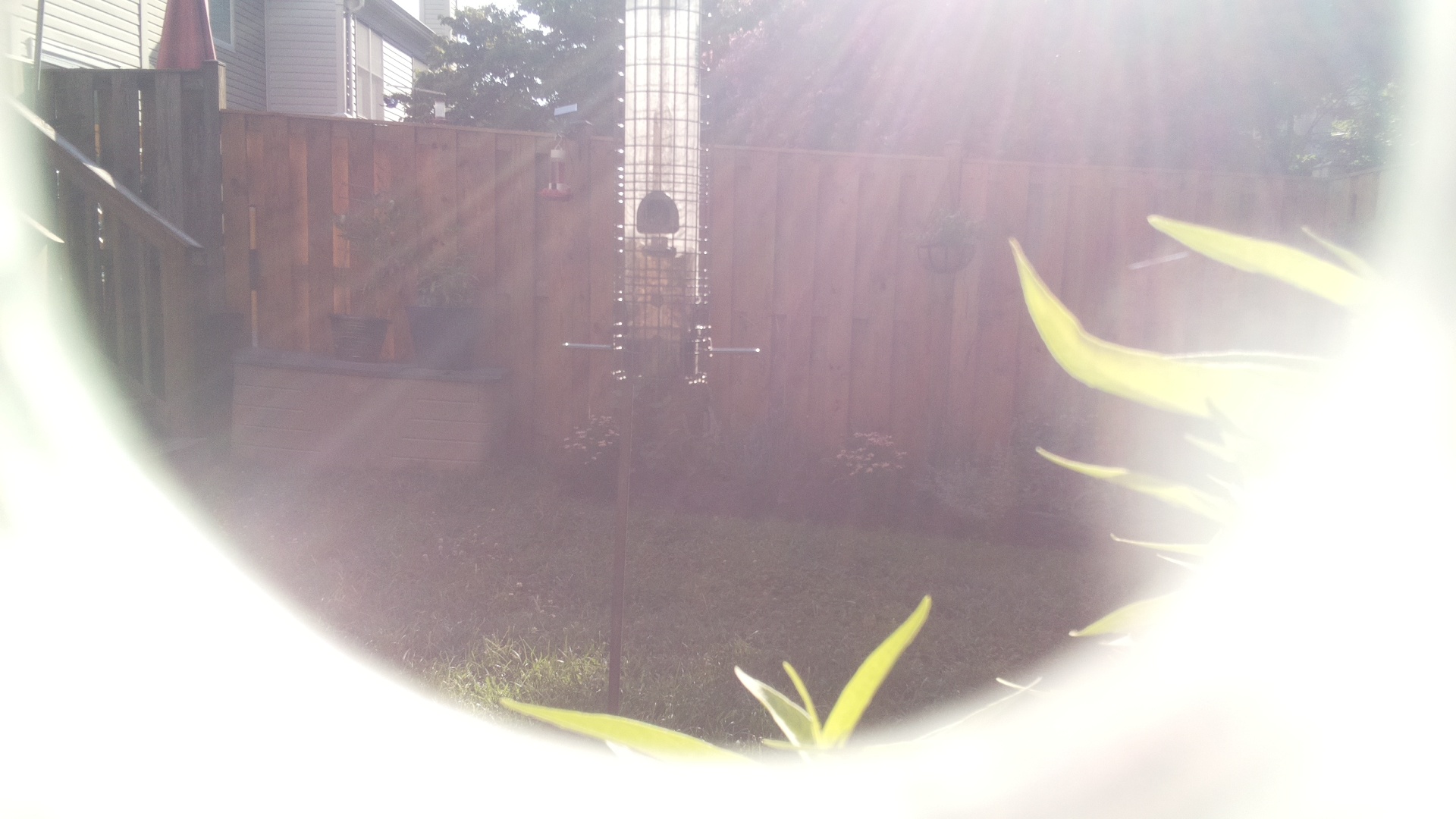 Likely Finch