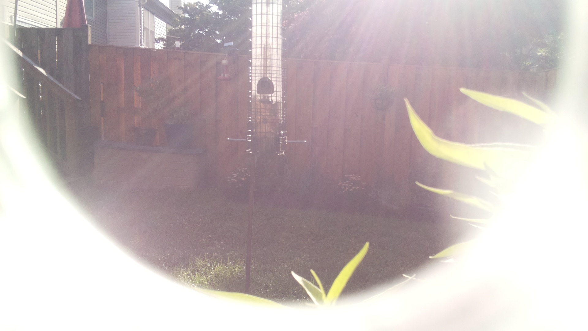 Likely Finch
