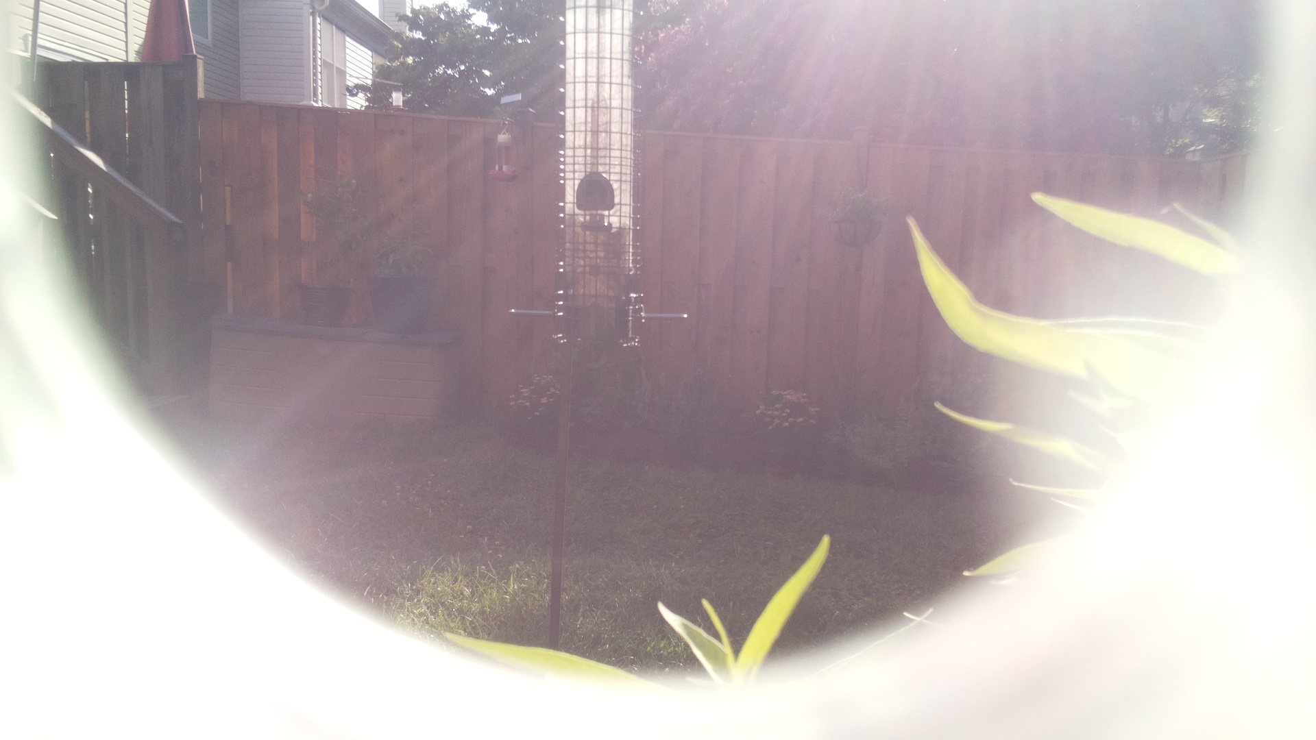 Likely Finch