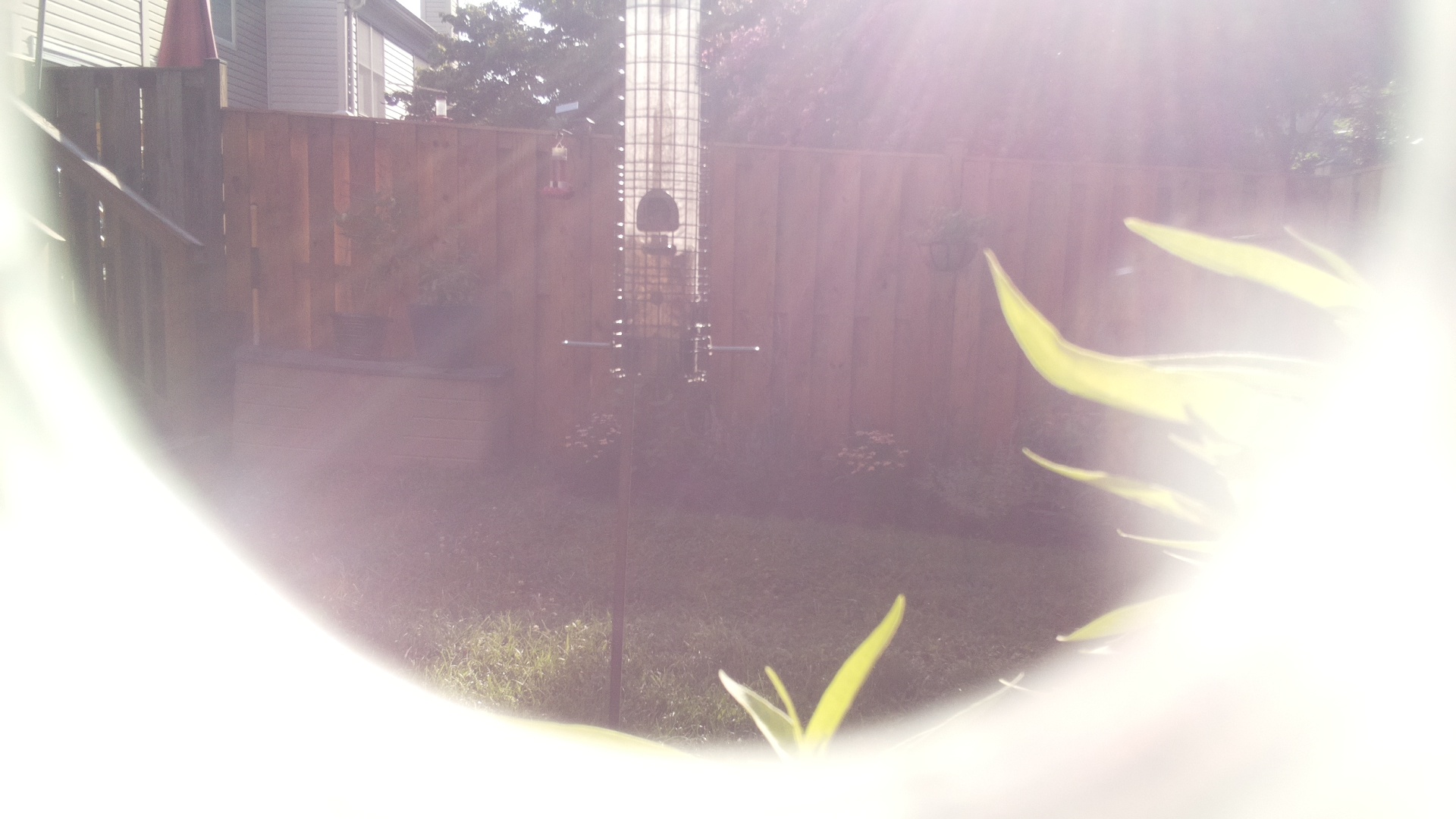 Likely Finch