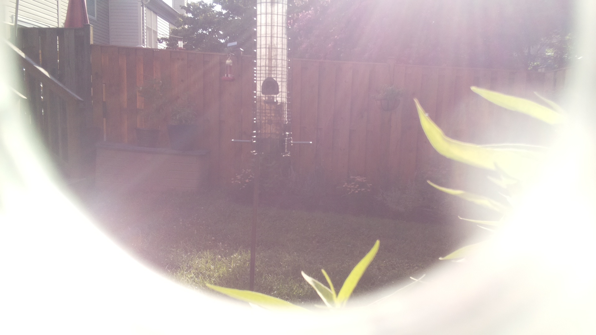 Likely Finch