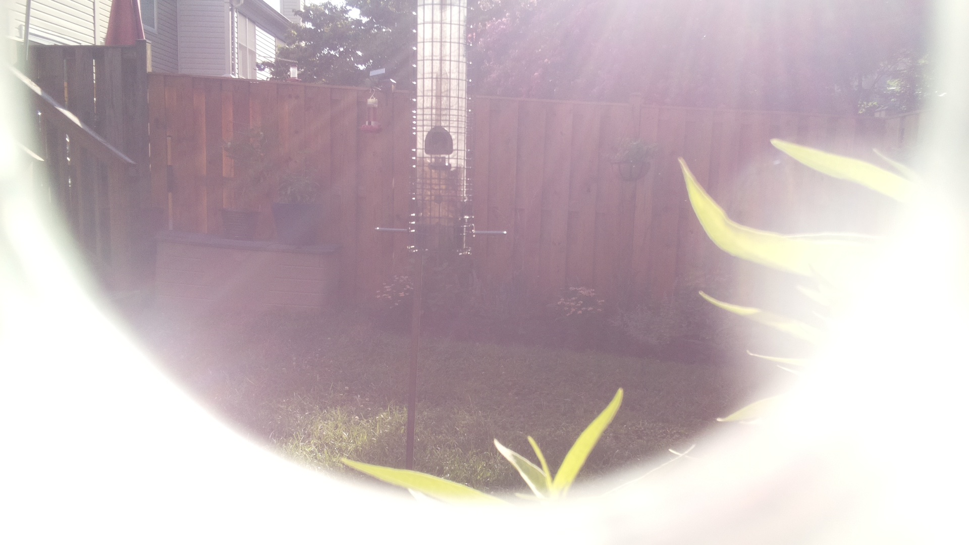 Likely Finch