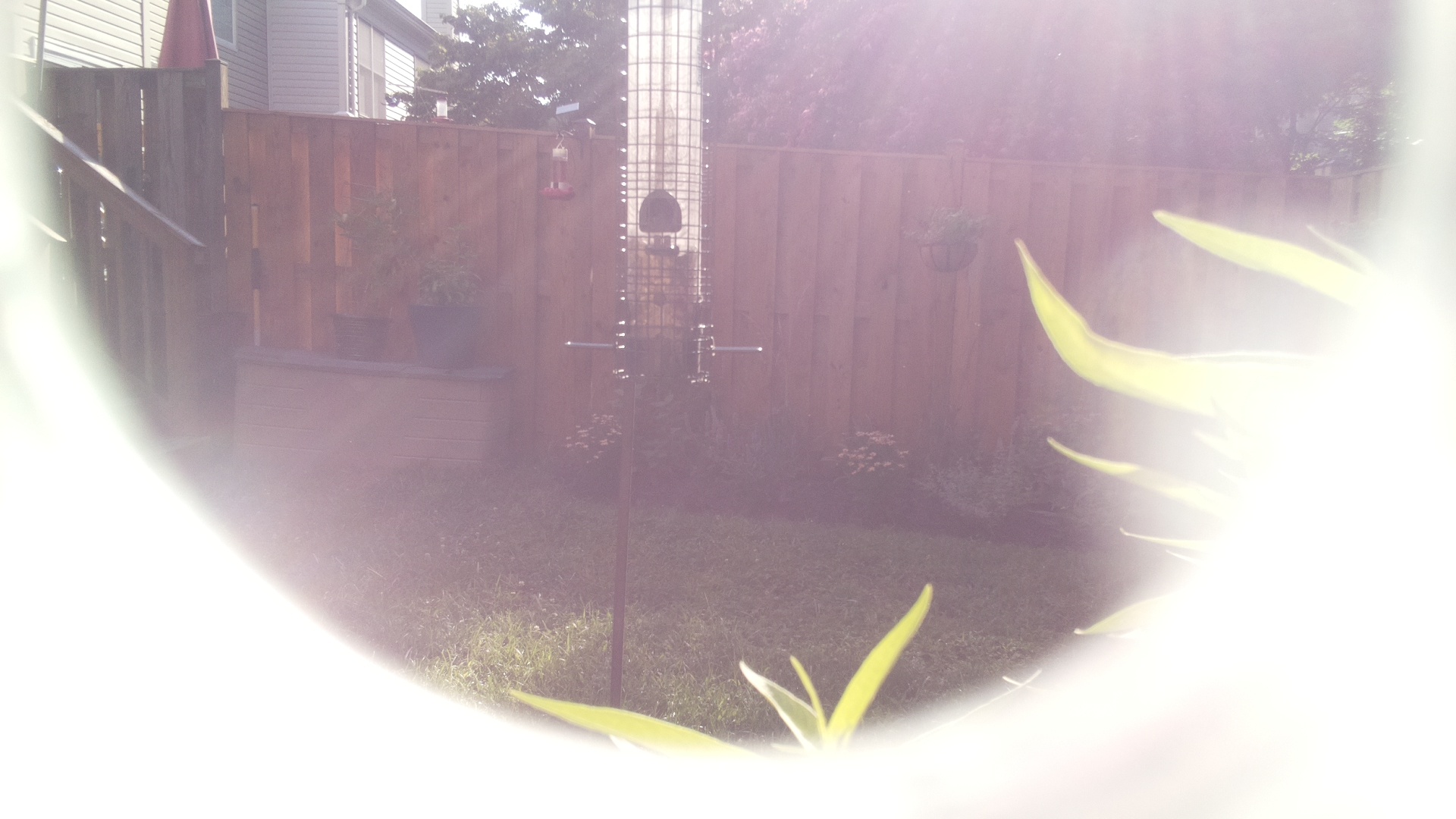 Likely Finch