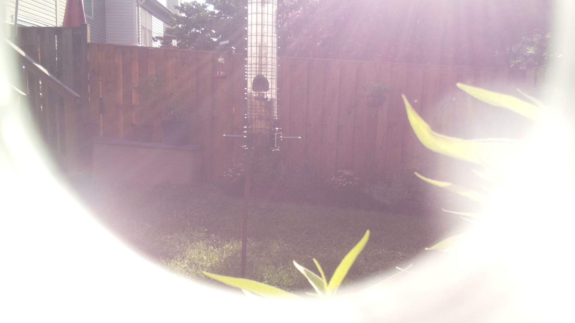 Likely Finch