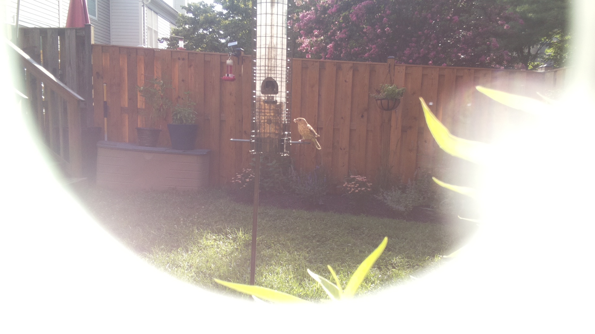 Likely Finch
