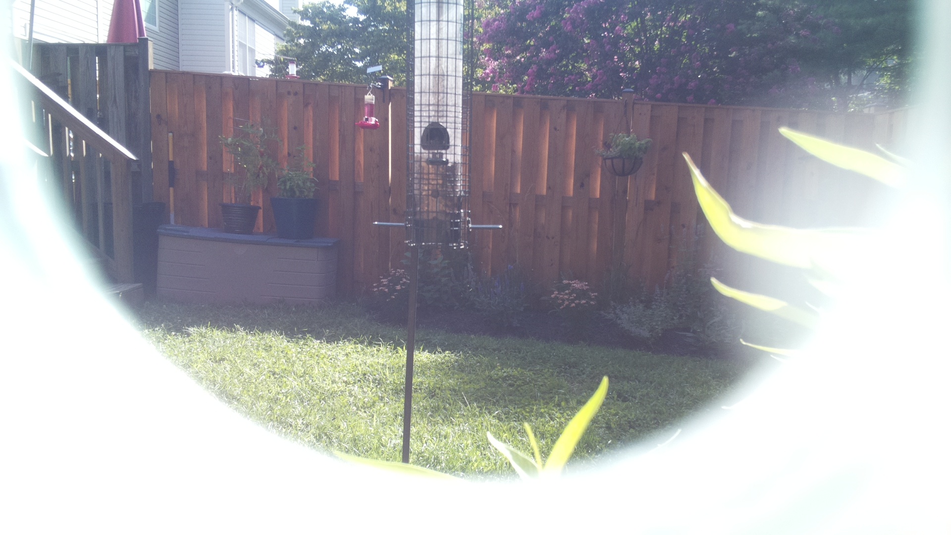 Unknown Bird