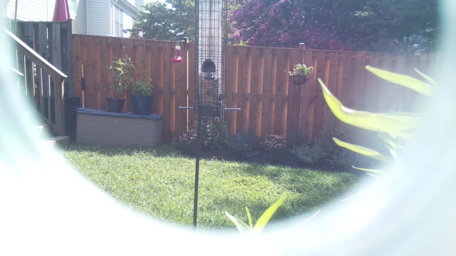 Unknown Bird