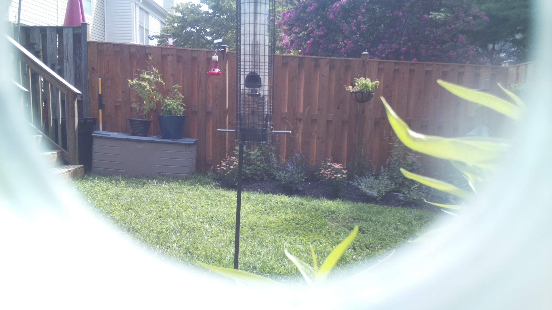 Unknown Bird