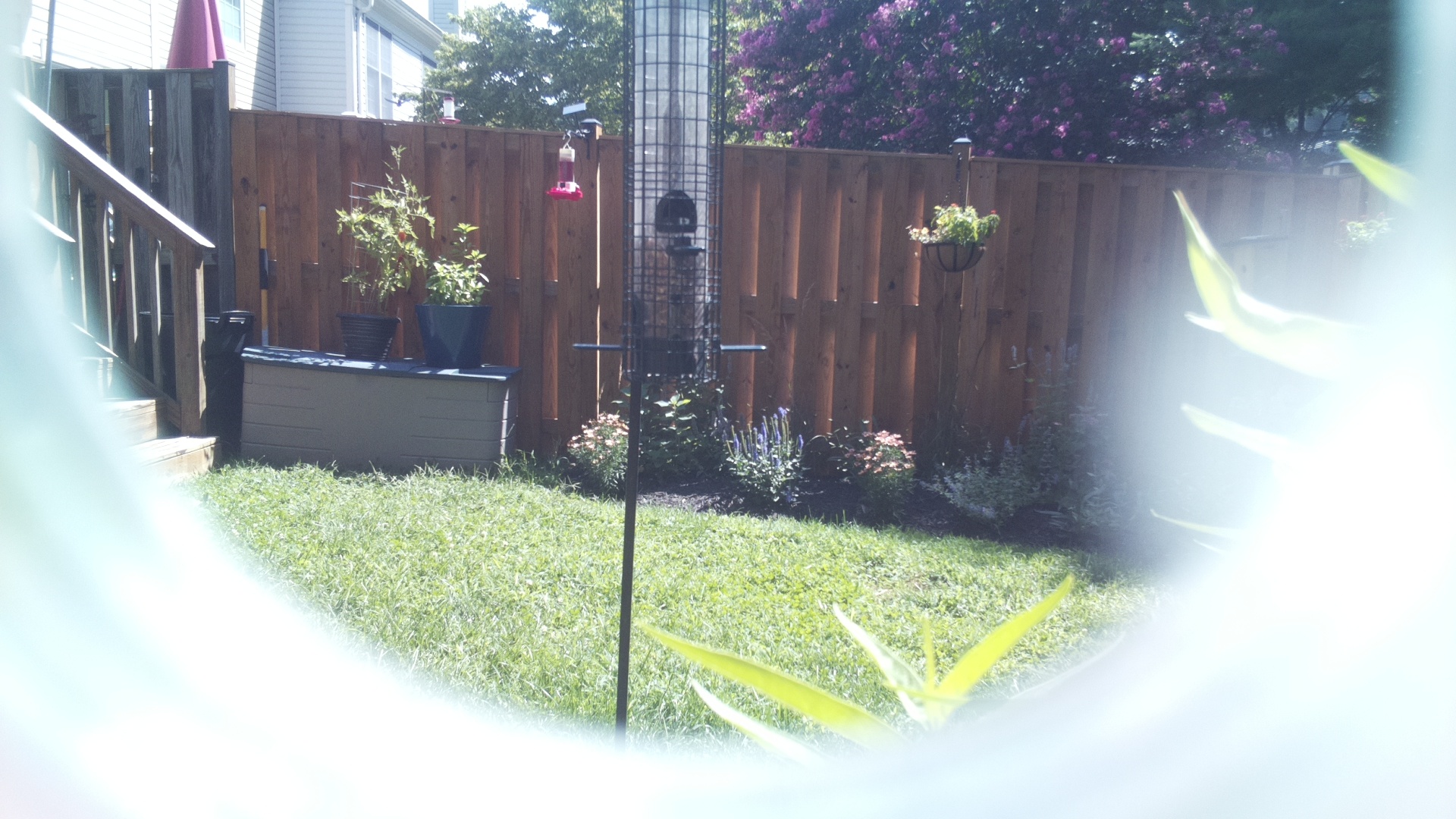 Unknown Bird