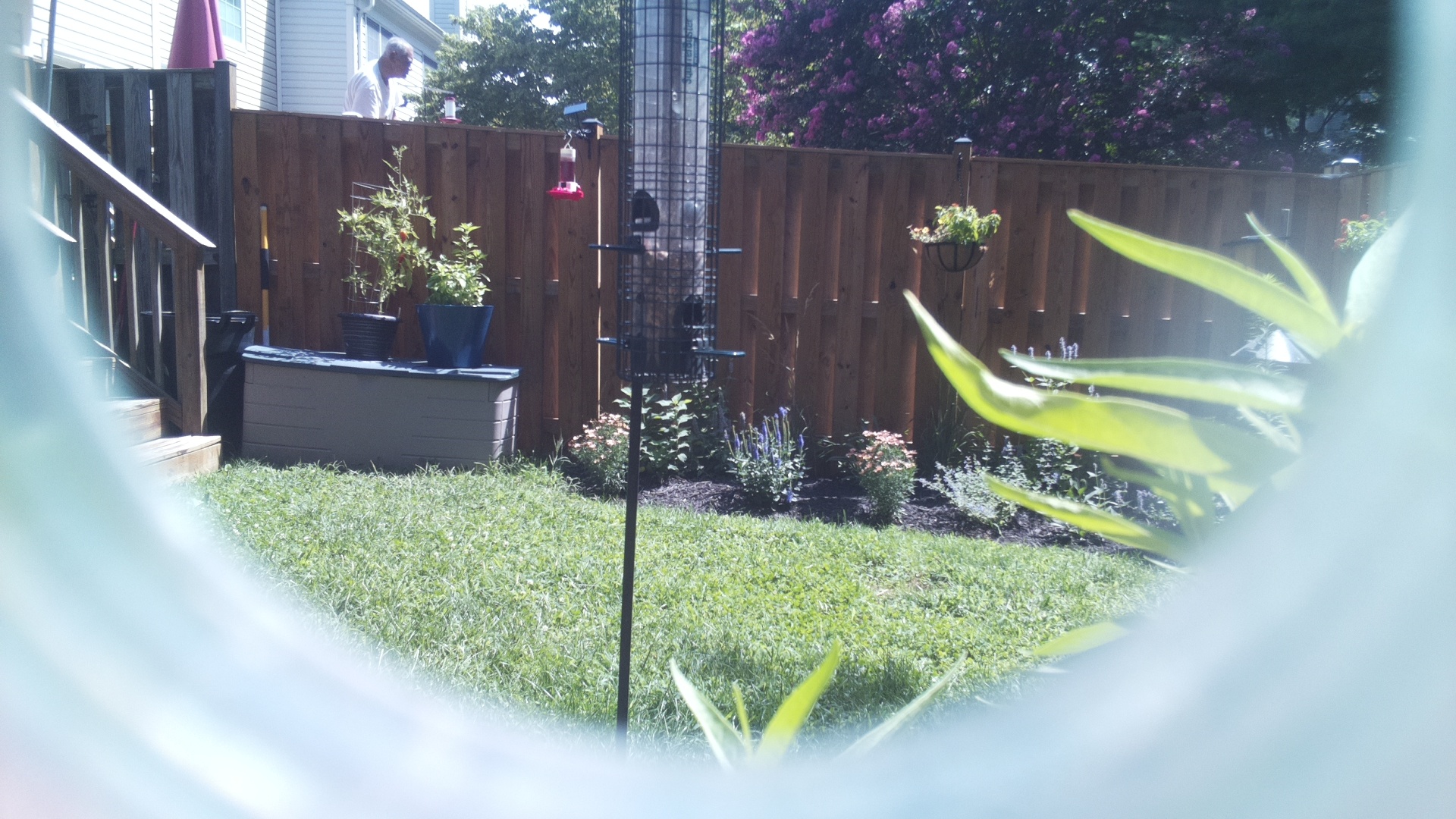 Unknown Bird