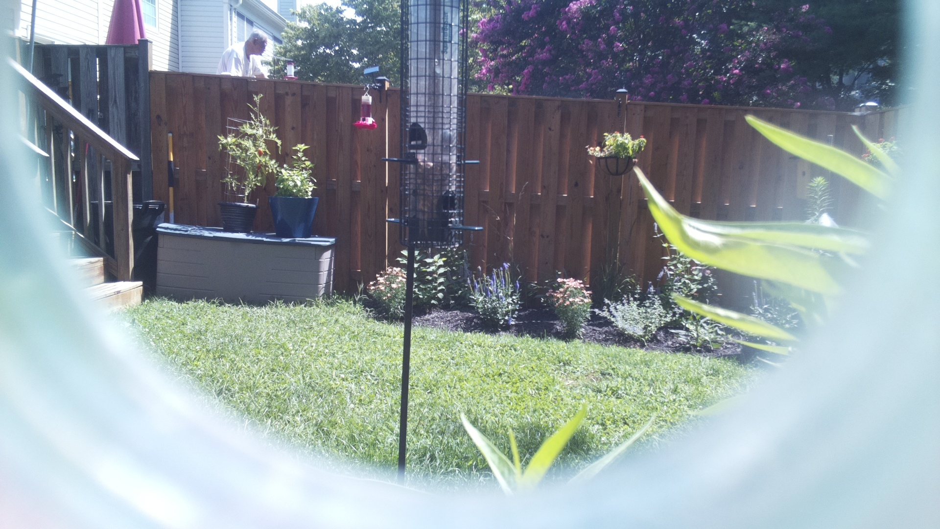 Unknown Bird