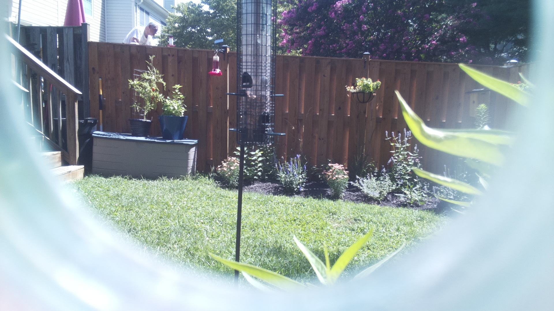 Unknown Bird